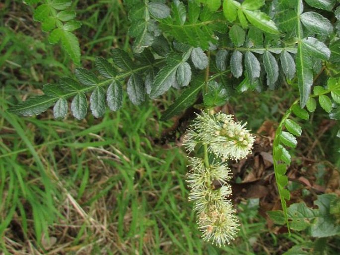 Weinmannia pinnata