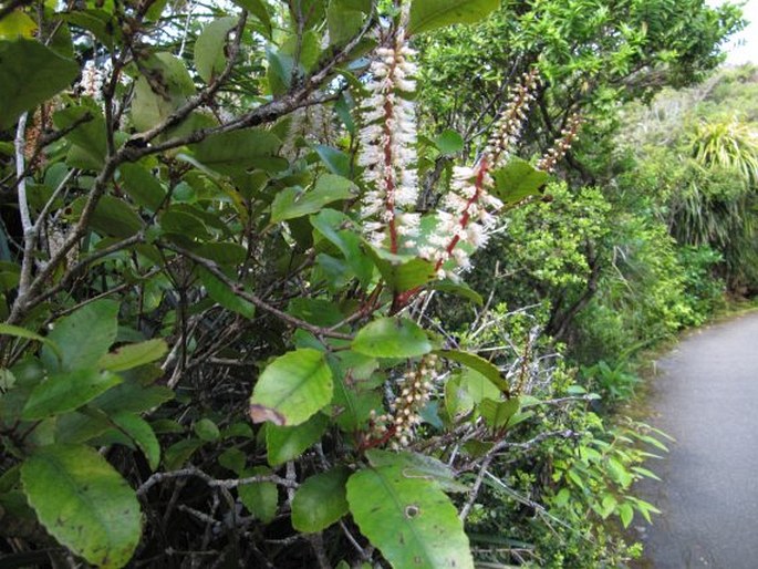 Pterophylla racemosa