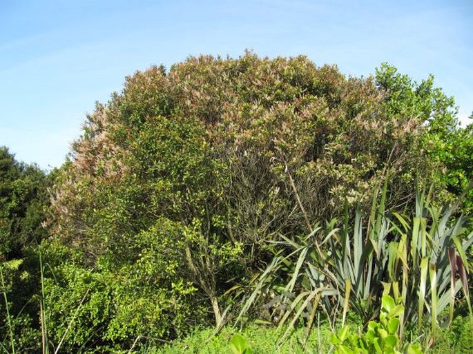 Pterophylla racemosa