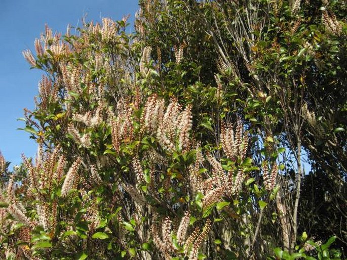 Pterophylla racemosa