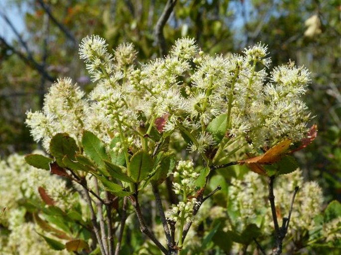 WEINMANNIA RUTENBERGII Engl.