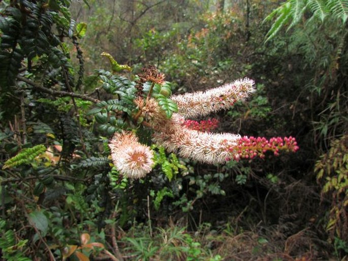 Weinmannia vulcanicola