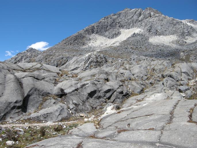 Werneria rockhauseniana