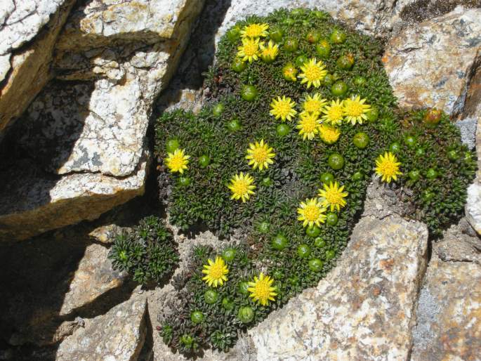 Werneria rockhauseniana