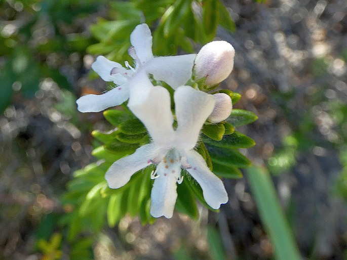 Westringia fruticosa