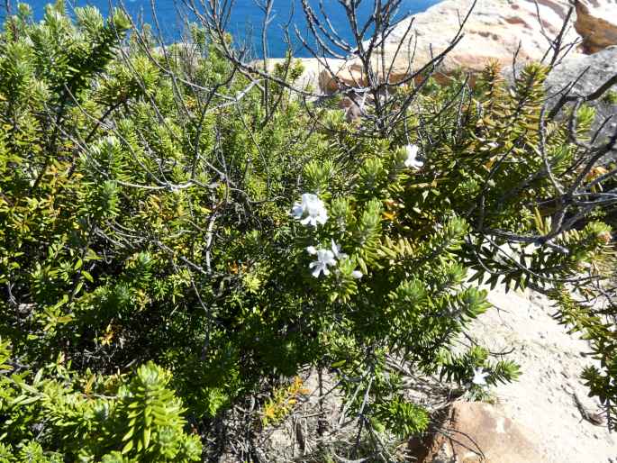 Westringia fruticosa