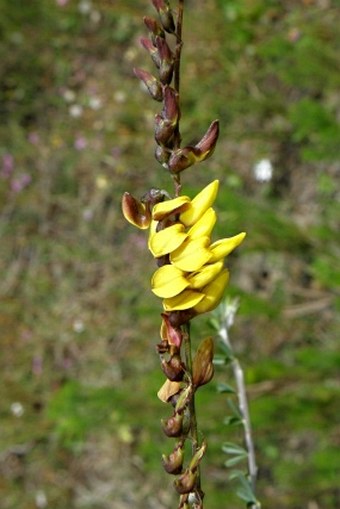 Wiborgia obcordata