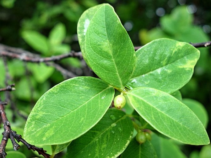 Wikstroemia elliptica