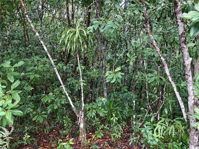 Wikstroemia elliptica