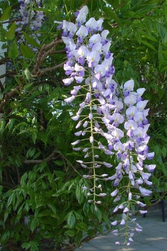 Wisteria floribunda