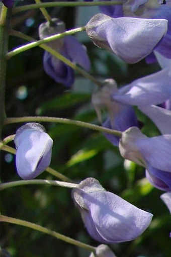 Wisteria floribunda