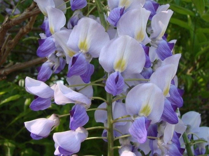 Wisteria floribunda