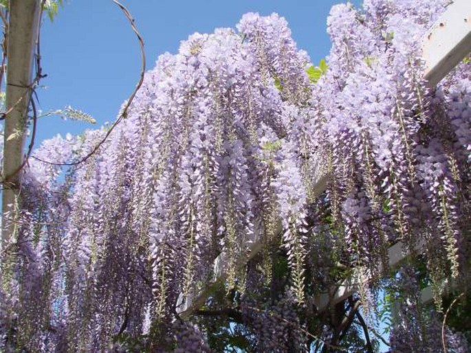 Wisteria floribunda