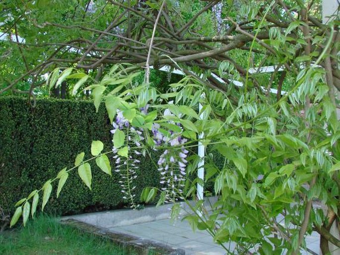 Wisteria floribunda