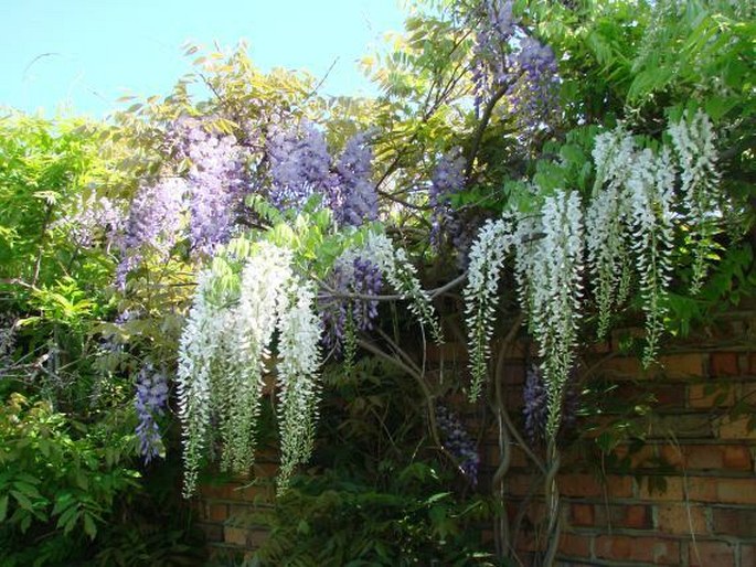 Wisteria floribunda