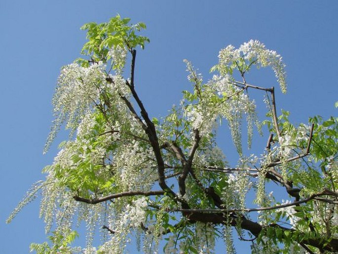 Wisteria floribunda