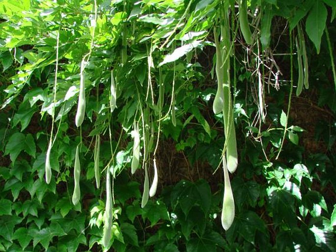 Wisteria floribunda