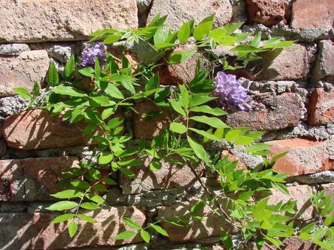 Wisteria frutescens