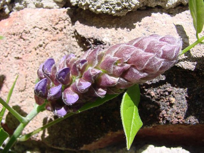 Wisteria frutescens