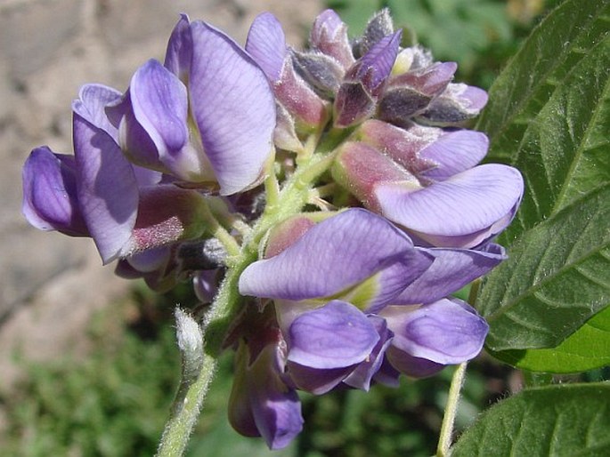 Wisteria frutescens