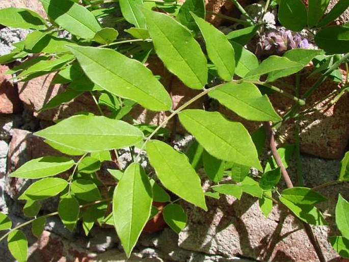 Wisteria frutescens