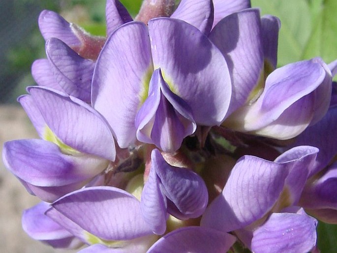 Wisteria frutescens