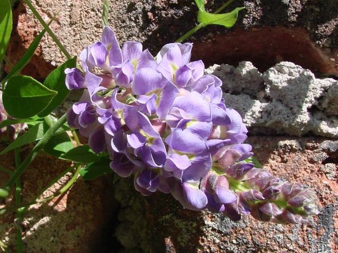 Wisteria frutescens