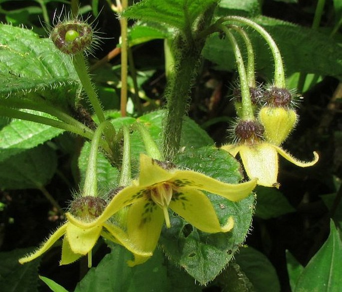 WITHERINGIA MACRANTHA (Standl. et C. V. Morton) Hunz.