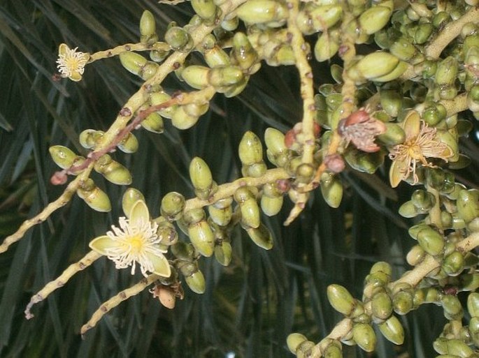 Wodyetia bifurcata