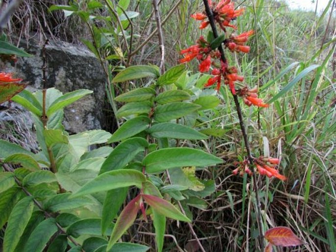 Woodfordia fruticosa