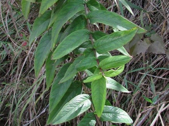 Woodfordia fruticosa