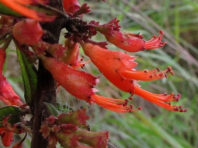 WOODFORDIA FRUTICOSA (L.) Kurz