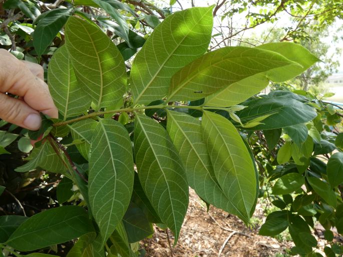 Wrightia pubescens