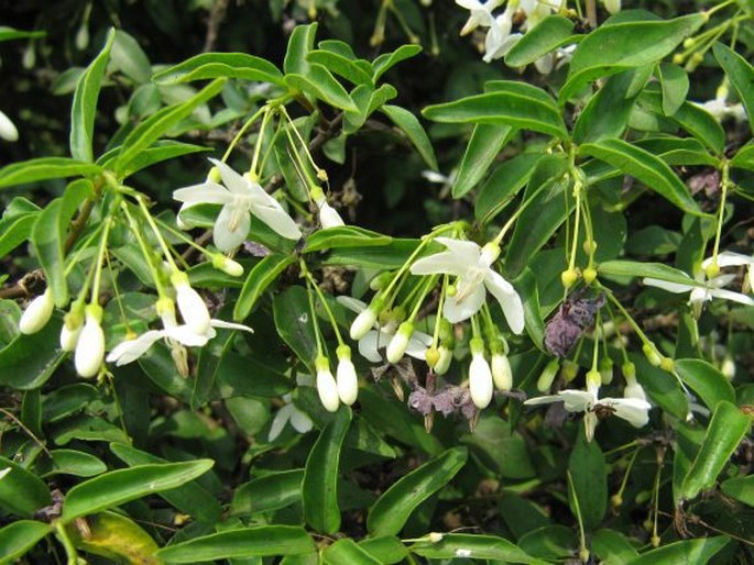 WRIGHTIA RELIGIOSA (Teijsm. et Binn.) Benth. ex Kurz