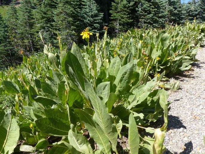 Wyethia mollis