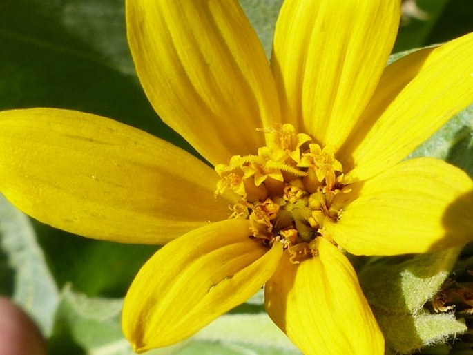 Wyethia mollis