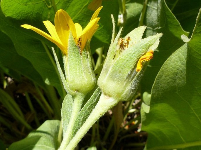 Wyethia mollis