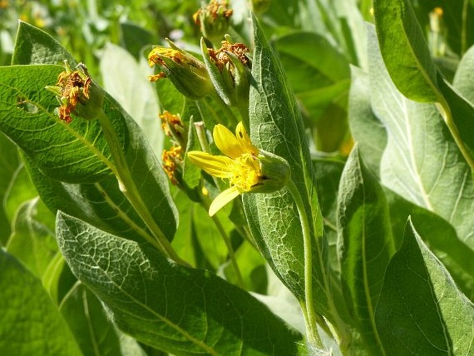 Wyethia mollis