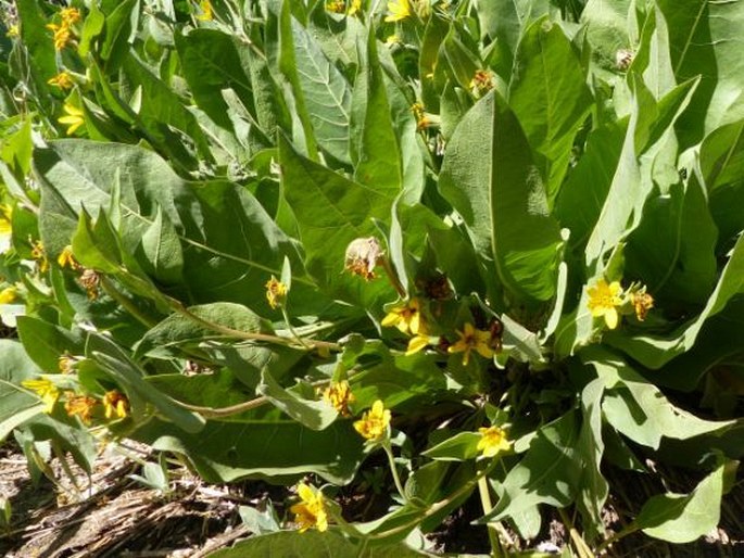 Wyethia mollis