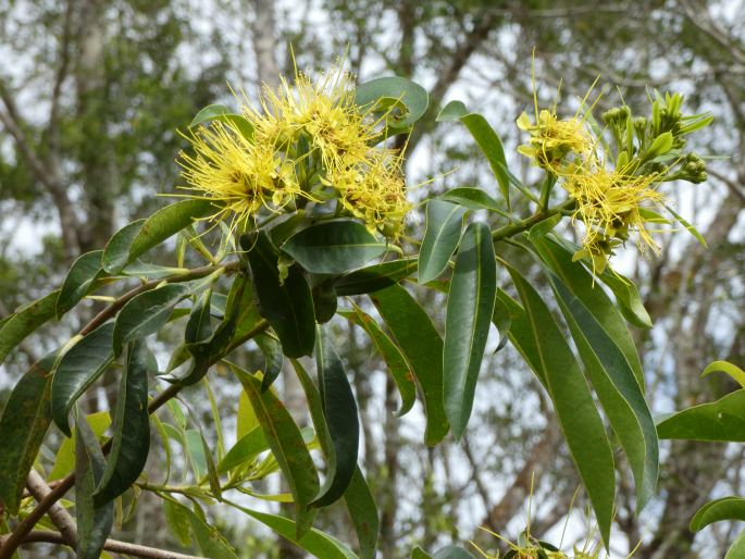 Xanthostemon chrysanthus