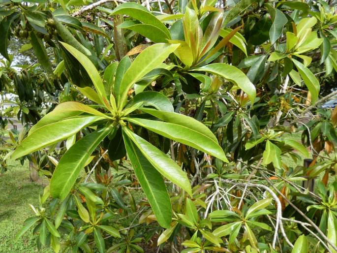 Xanthostemon chrysanthus