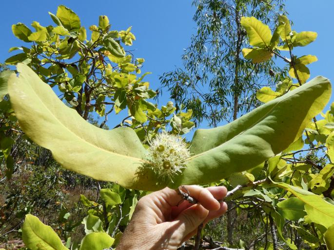 Xanthostemon eucalyptoides