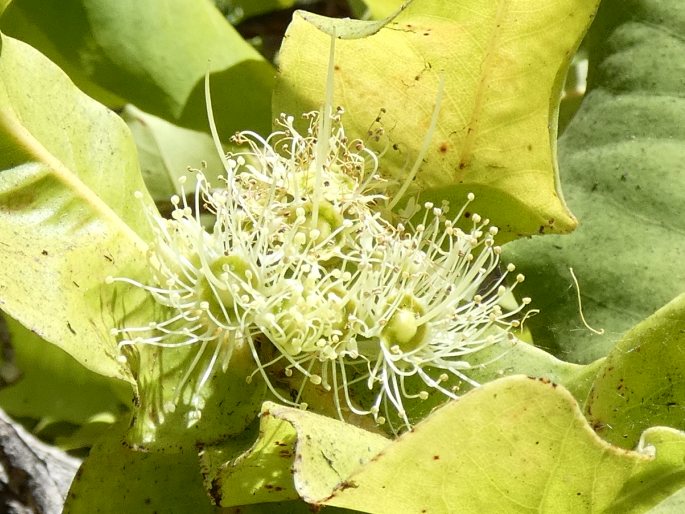 Xanthostemon eucalyptoides