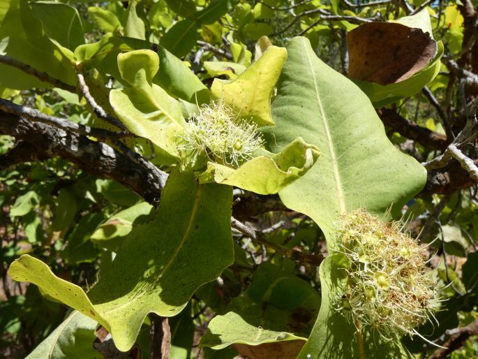 Xanthostemon eucalyptoides