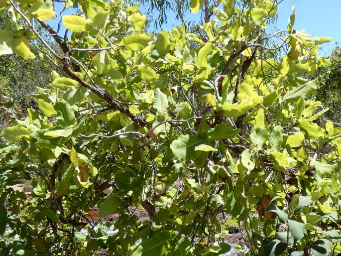 Xanthostemon eucalyptoides