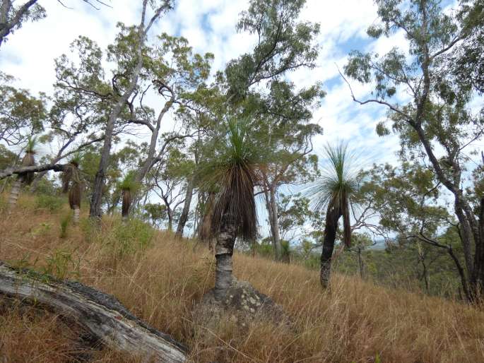 Xanthorrhoea johnsonii