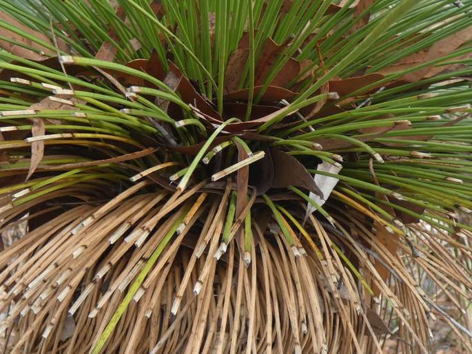 Xanthorrhoea johnsonii