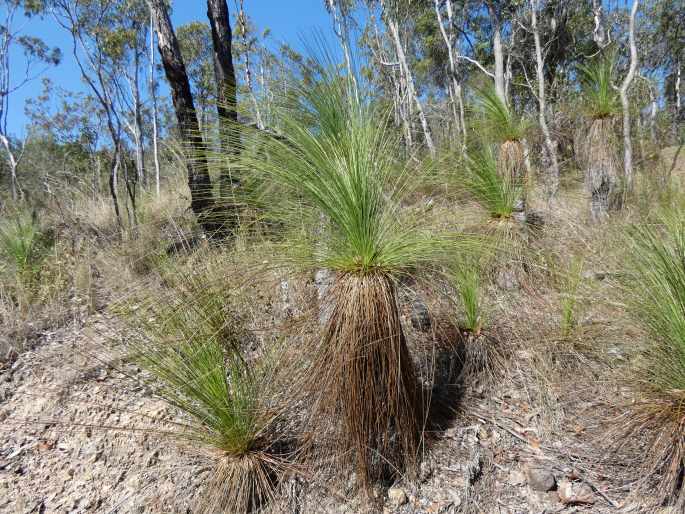 Xanthorrhoea johnsonii