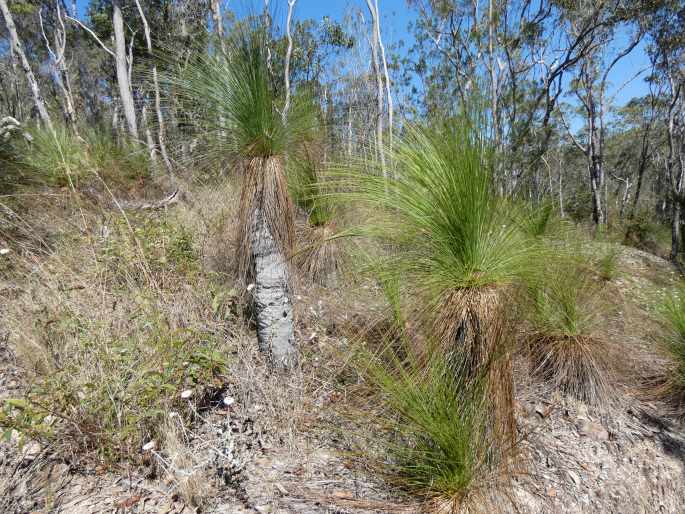 Xanthorrhoea johnsonii