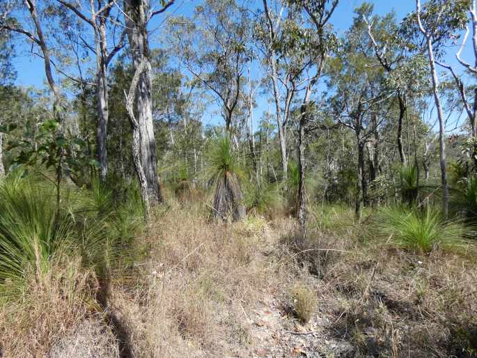 Xanthorrhoea johnsonii